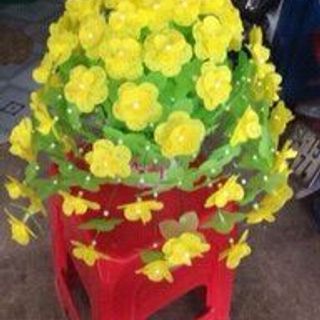 hoa giây lụa thanh phẩm