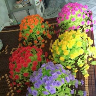 hoa giây lụa thanh phẩm