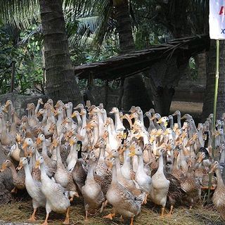 TRỨNG VỊT SẠCH