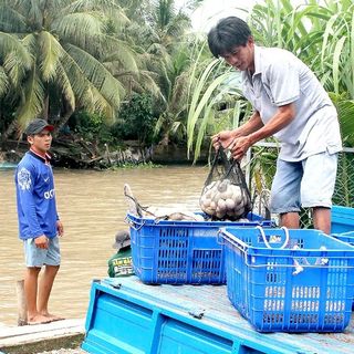TRỨNG VỊT SẠCH