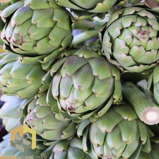 Bông Atiso tươi - Thảo Đà Lạt