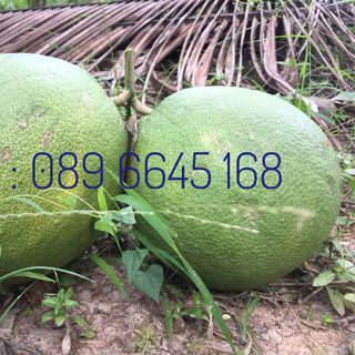 BƯỞI DA XANH NHƠN THẠNH BẾN TRE