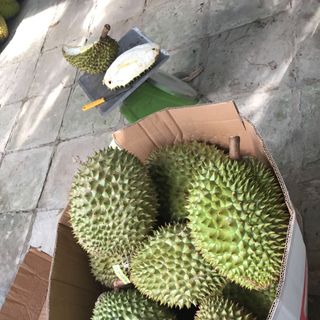 mít thái-sầu riêng