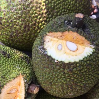 mít thái-sầu riêng