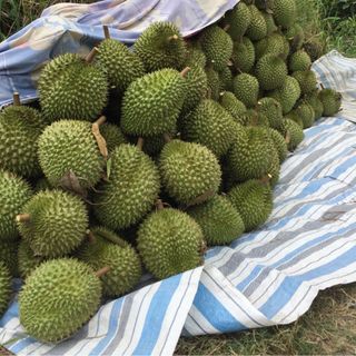 mít thái-sầu riêng