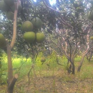 Bưởi Tân Triều Bưởi Đường Lá Cam
