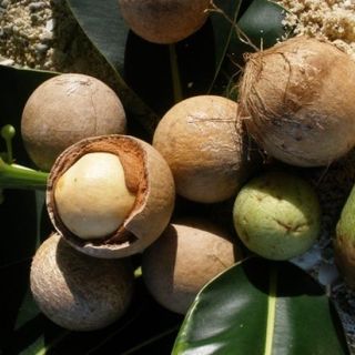 Dầu Mù u nguyên chất 100