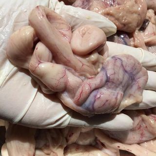 Dồi trường gà 500g