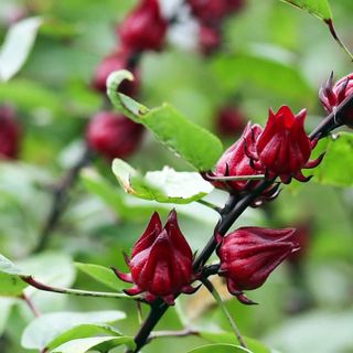 Sỉ - lẻ hoa atiso đỏ tươi/ hoa bụp giấm còn hạt
