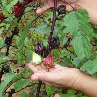 Sỉ - lẻ hoa atiso đỏ tươi/ hoa bụp giấm còn hạt