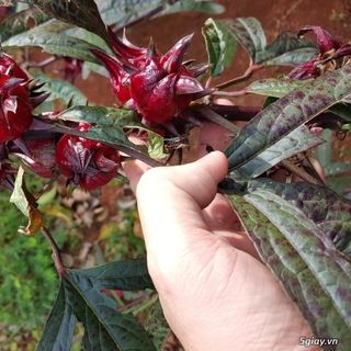 Sỉ - lẻ hoa atiso đỏ tươi/ hoa bụp giấm còn hạt
