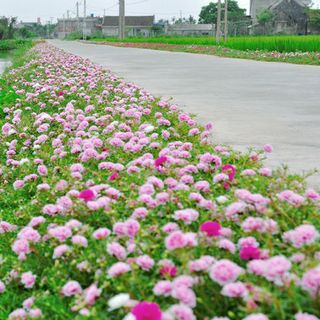 Hạt giống hoa mười giờ mỹ kép mix màu - 200 hạt