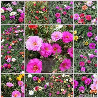 Hạt giống hoa mười giờ mỹ kép mix màu - 200 hạt