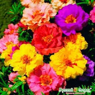 Hạt giống hoa mười giờ mỹ kép mix màu - 200 hạt