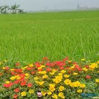 Hạt giống hoa mười giờ mỹ kép mix màu - 200 hạt