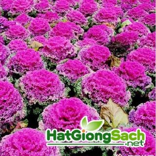 Hạt giống Bắp cải hoa hồng - 20 hạt