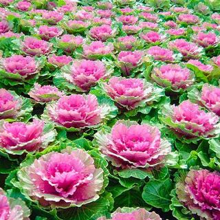 Hạt giống Bắp cải hoa hồng - 20 hạt