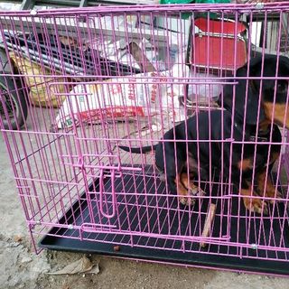 LỒNG CHÓ THÉP TĨNH ĐIỆN