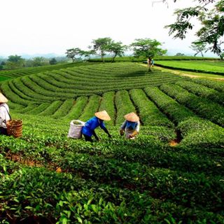 Chè Trà Cành Bát Tiên Thái Nguyên - Loại Đặc Biệt