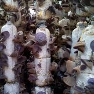 Nấm mèo- Mộc nhĩ sạch nấm trang trại nhà làm