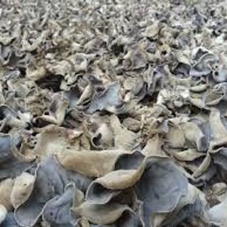 Nấm mèo- Mộc nhĩ sạch nấm trang trại nhà làm