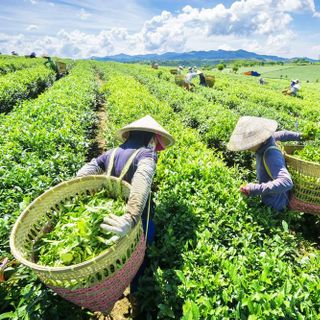 Chè Trà Búp Sạch Thái Nguyên