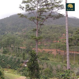 Cà Phê Robusta 100 Lâm Đồng Rang Mộc Túi Zipper 1kg Giá Sỉ