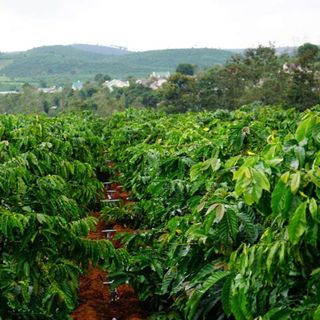 Cà Phê Robusta 100 Lâm Đồng Rang Mộc Túi Zipper 1kg Giá Sỉ