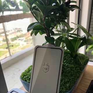 kính cường lực prodo