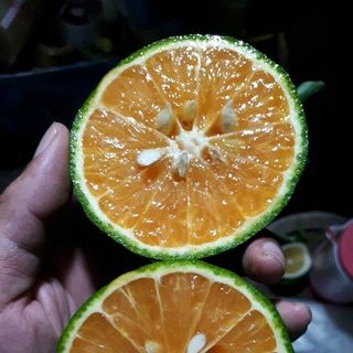 cam sành Tiền Giang