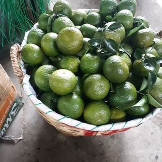 cam sành Tiền Giang