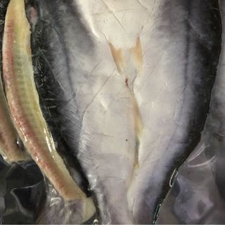 CÁ DỨA 1 nắng nuôi