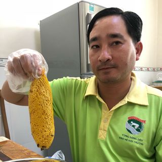 Mật ong ruồi rừng thiên nhiên