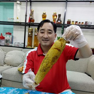 Mật ong ruồi rừng thiên nhiên