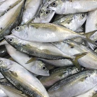 CÁ BIỂN