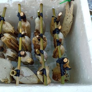 Mỗi tuần mình có 2 lần tổ về Cần Thơ