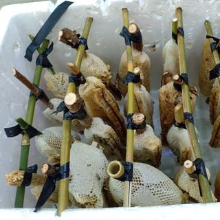 Mỗi tuần mình có 2 lần tổ về Cần Thơ