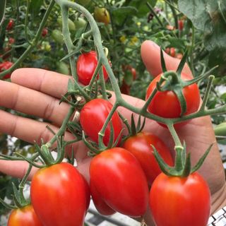 cà chua bi cherry 500g