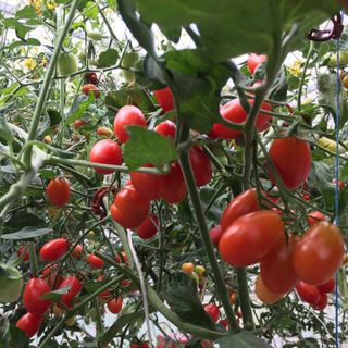 cà chua bi cherry 500g