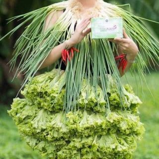 Colagen diệp lục