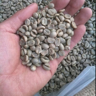 Cà phê hạt nhân xanh Arabica cỡ hạt sàng 18