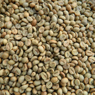 Cà phê hạt nhân xanh Arabica cỡ hạt sàng 18