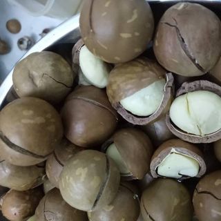 Hạt macca sấy khô Lâm Đồng