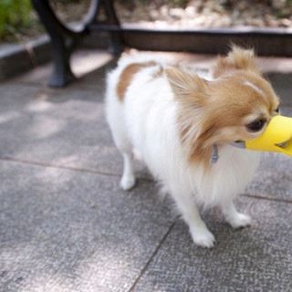 RỌ MÕM CHÓ HÌNH MỎ VỊT