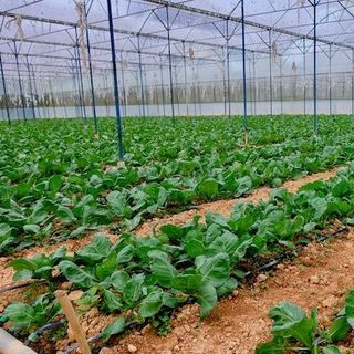 Rau củ quả tươi sản xuất theo tiêu chuẩn VietGAP GlobalGAP