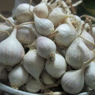 Tỏi Lý Sơn chính gốc