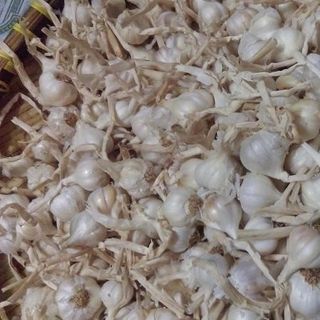 Tỏi Lý Sơn chính gốc