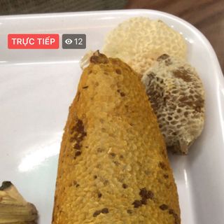 Noel có tổ ong ruồi rừng
