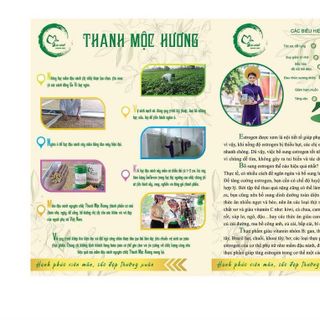 Mầm Đậu Nành - Thanh Mộc Hương