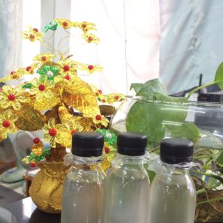 Dầu dừa nguyên chất 100 không hóa chất